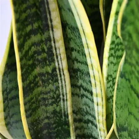 観葉植物 サンスベリア・ローレンティー 8号鉢 ラスターポット(白)鉢カバー付き【配送不可地域：離島・沖縄県】【1707583】