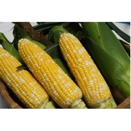 【朝採り即出荷】八ヶ岳産グラビスとうもろこし 約4kg (11本前後)【配送不可地域：離島・北海道・沖縄県・中国・四国・九州】【1645897】