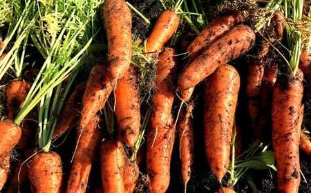 完熟 冬にんじんジュース 720ml×2本（計1400ml） 【2026年2月上旬～8月下旬迄発送予定】 人参 にんじん ニンジン ジュース 飲料 野菜飲料 野菜ジュース 飲み物 果汁飲料 常温 高知県 香美市