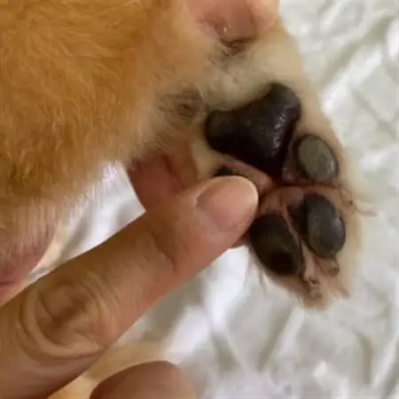 女性獣医師が犬と飼い主のために作ったナチュラルマルチバーム for Dog【1186363】