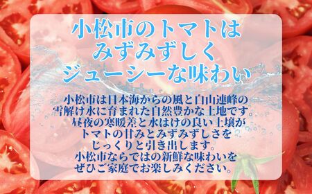 春トマト  20玉～24玉（約4kg）小松産 野菜 春とまと | 石川県 小松市【JAあぐり】