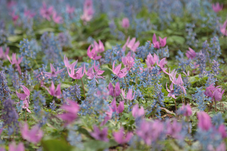 とり 大雪焼 親鶏 プレーン 70g×6袋 [ゴトウくんせい 北海道 剣淵町 14656356]