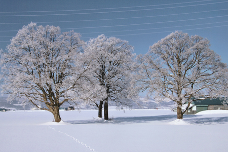 とり 大雪焼 プレーン グルメスパイス 辛味 カレー味 親鶏プレーン 親鶏粒コショー味 各70g×6袋 [ゴトウくんせい 北海道 剣淵町 14656354]