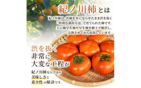 【先行予約】紀の川柿 （果実の中身が黒い！黒蜜柿）希少栽培！ 秀品６個～９個 こだわり農家厳選！【2026年10月上旬から11月上旬頃発送】/ 和歌山県 かつらぎ町 カキ 柿 紀ノ川柿 秀品 紀の川柿 かき フルーツ 旬 秋【kgr044】