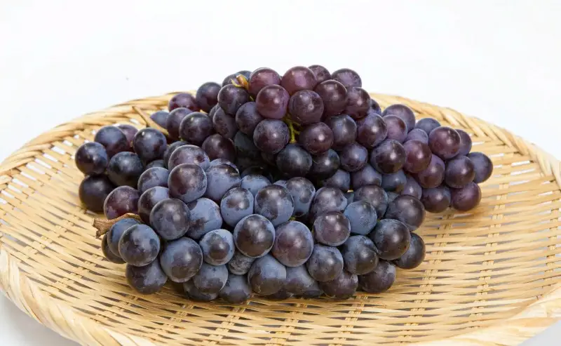 ぶどう スチューベン 2kg フルーツ 果物 山形 ブドウ