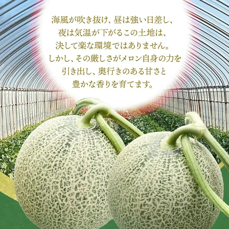 【令和8年産先行予約】　DearFarm砂丘からの贈物　＜家庭用アンデスメロン＞　約5kg（3～5玉）山形県鶴岡市　K-832　| メロン めろん アンデスメロン 5キロ 山形 鶴岡 庄内 庄内産 東北 フルーツ 果物 くだもの 夏 旬 人気 おすすめ 美味しい お取り寄せ 返礼品 