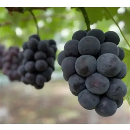 岡山県産　オーロラブラック2房【冷蔵】2026年発送【配送不可地域：離島・北海道・沖縄県】【1709338】