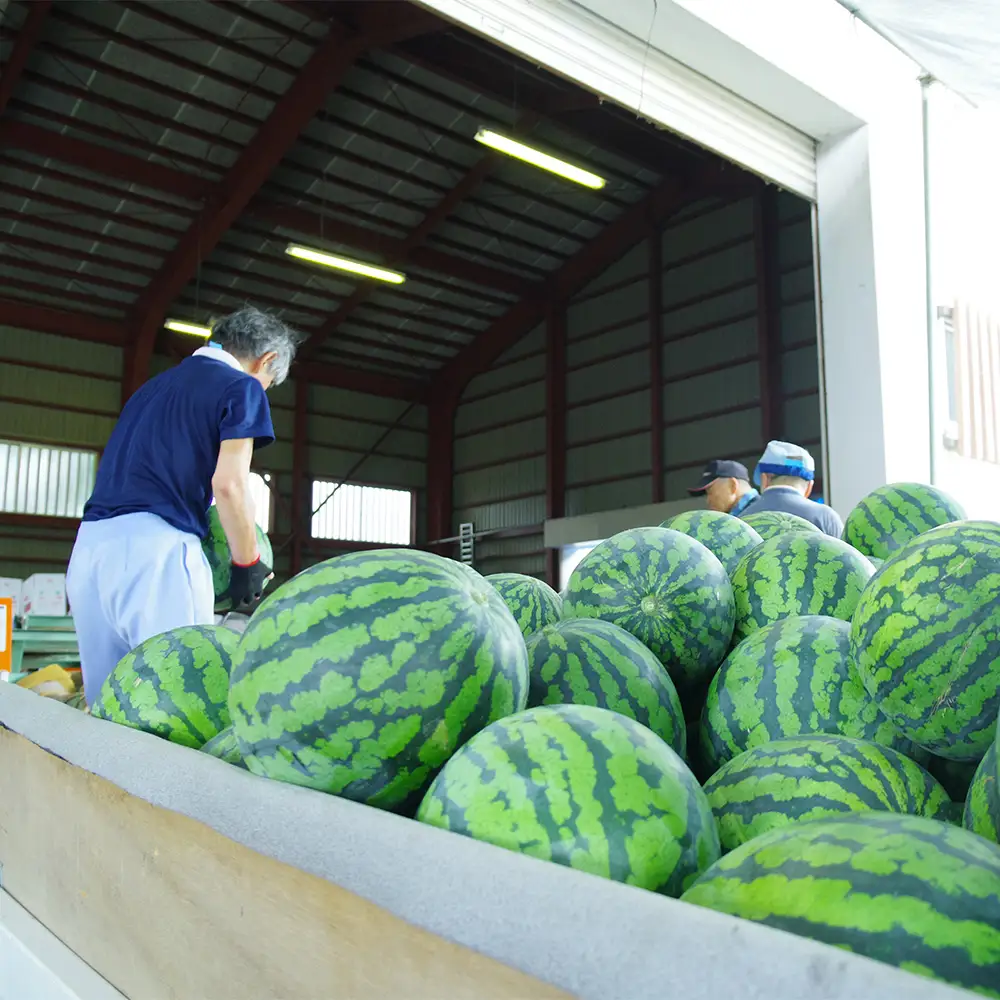 2回定期便 大玉すいか 米 新米 ひとめぼれ 玄米 10kg 令和8年産 gt-tkshx10
