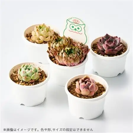 季節のおまかせ多肉植物5苗セット【1394676】