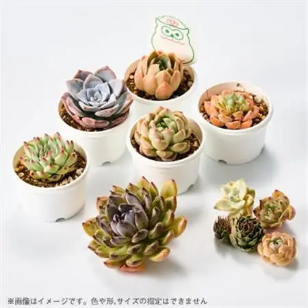 季節のおまかせ多肉植物10苗セット【1394679】