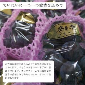 種無しピオーネ 約1kg(2～3房)【ご家庭用･先行予約】数量限定 空の雫 ピオーネ ぶどう 葡萄 ブドウ フルーツ 果物 くだもの 濃厚 甘み コク 大粒 デザート 産地直送 世羅 世羅産 サンワファーム 【2026年9月上旬以降順次発送】 A025-01