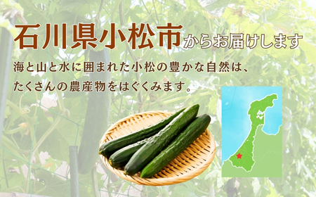 きゅうり 2.5kg(25本以上) きゅうり 野菜 | 石川県 小松市 JAあぐり