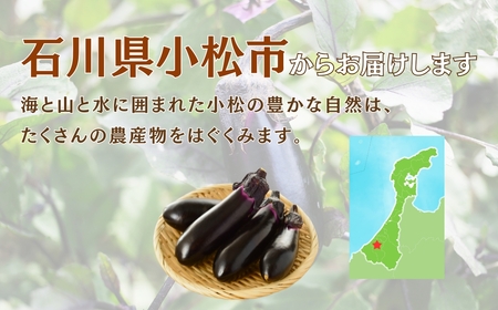 なす 3kg(30個以上) なす ナス 茄子 野菜 | 石川県 小松市 JAあぐり