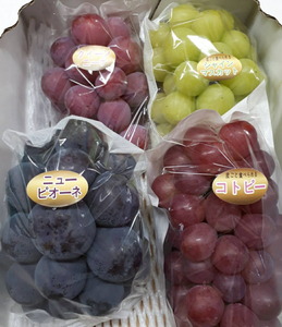 世羅産ぶどう食べ比べセット 約2kg【先行予約・数量限定】カナダ人農園主 ぶどう ブドウ マスカット フルーツ 果物 くだもの 産地直送 世羅 ラピアビンヤード【2026年9月下旬以降順次発送】 A021-08