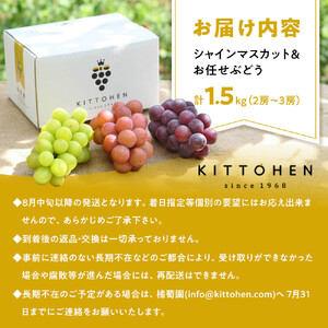 【2026年発送】シャインマスカット＋お任せぶどう 約1.5kg（2～3房）