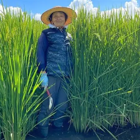 きわだつ大粒!【令和7年産】こぴっと米【極】白米・4kg　特別栽培米【配送不可地域：離島】【1652052】