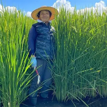 きわだつ大粒!【令和7年産】こぴっと米【極】白米・10kg　特別栽培米【配送不可地域：離島】【1652053】