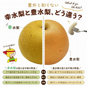 世羅幸水梨 3kg（美粧箱入）【先行予約・数量限定】世羅 大豊農園 幸水 梨 せら なし フルーツ 果物 くだもの 産地直送 新鮮 贈答 進物【2026年8月下旬以降順次発送】  A019-02