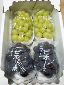 世羅産ニューピオーネとシャインマスカットの詰め合わせ 約2kg(3～6房)【先行予約・数量限定】カナダ人農園主 シャイン ピオーネ ぶどう ブドウ フルーツ 果物 くだもの 産地直送 世羅 ラピアビンヤード【2026年9月下旬以降順次発送】 A021-12