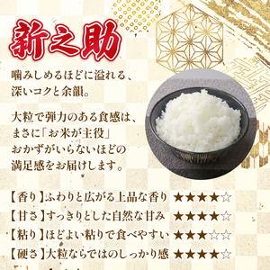 【先行予約】令和8年産 新之助 10kg 新之助 5kg 2袋 kwsSS