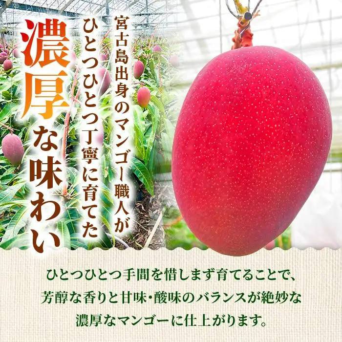 【贈答用】宮古島産マンゴー1kg ＜リトルグローブ＞（LT001）