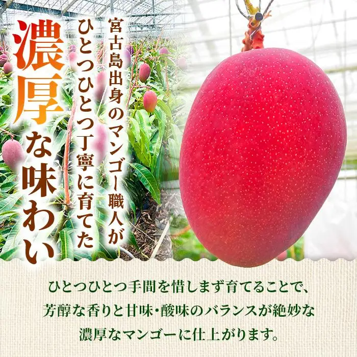 【家庭用】宮古島産マンゴー2kg ＜リトルグローブ＞（LT004）
