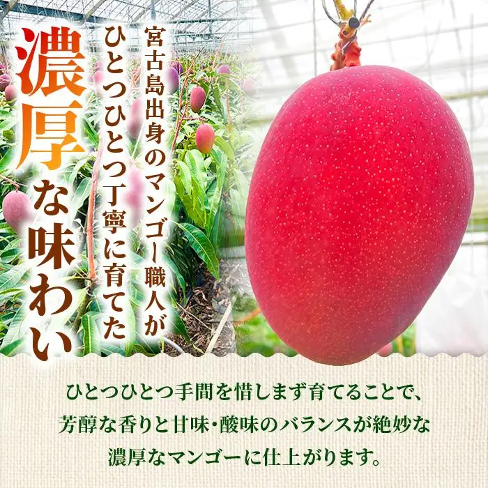 【プレミアム】宮古島産マンゴー2kg ＜リトルグローブ＞（LT006）