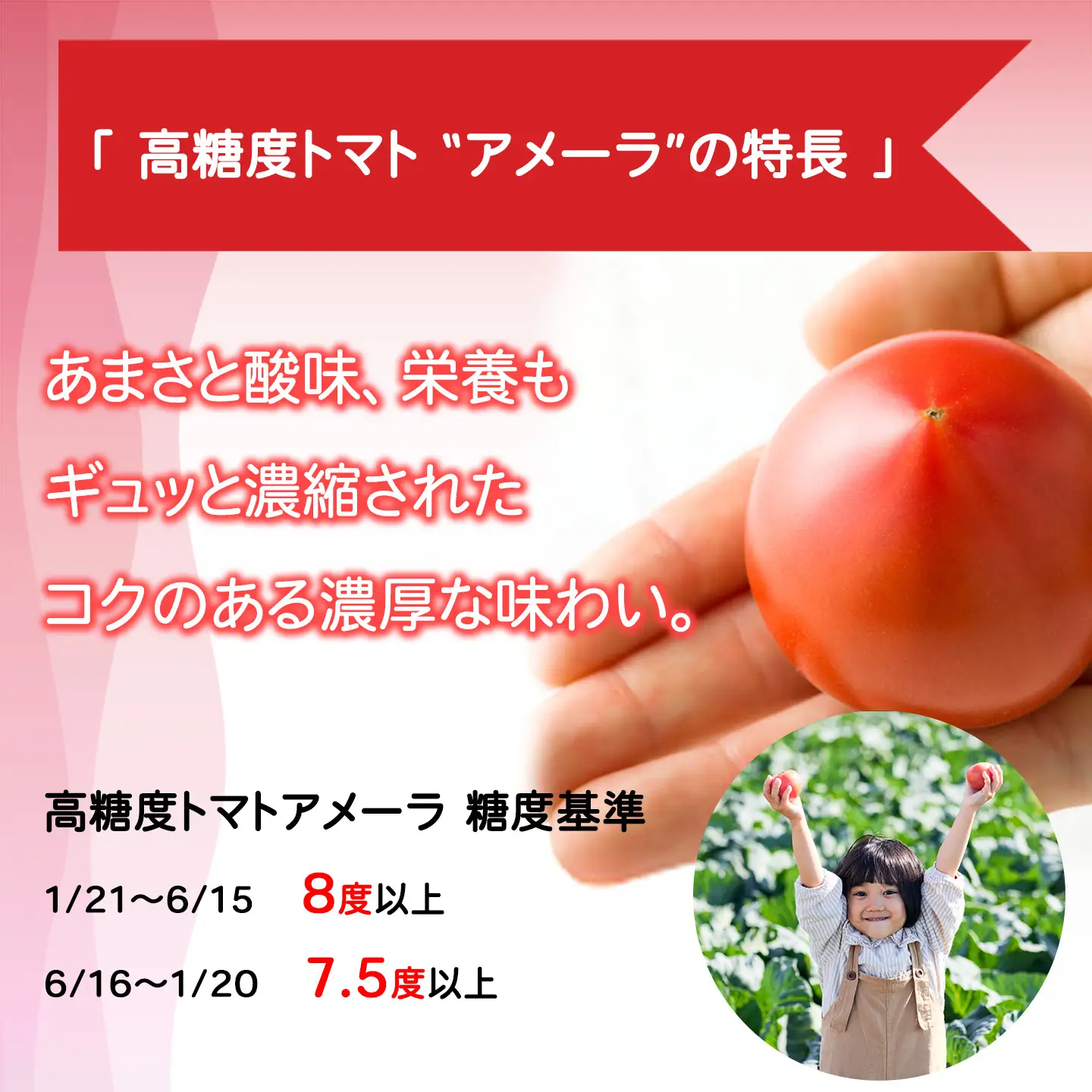 トマト ミニトマト アメーラ＆ルビンズ5P