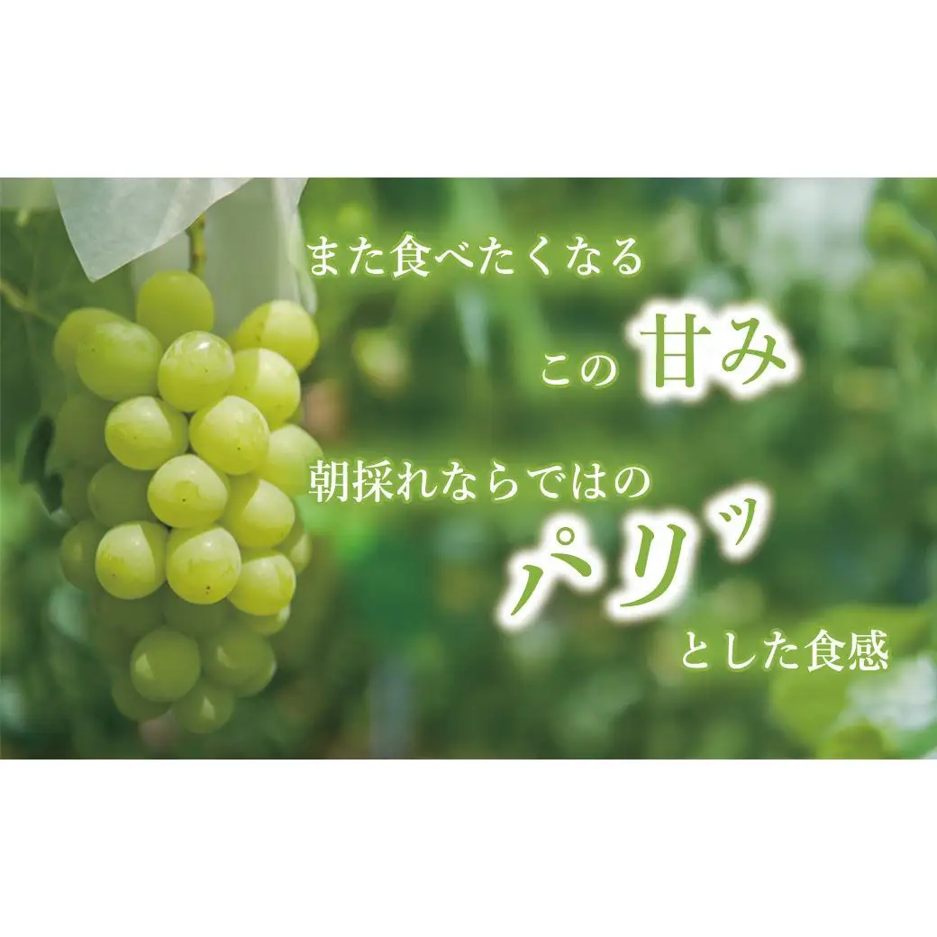 【兵庫県福崎産】「福崎から福咲を」 朝採れ ご家庭用 シャインマスカット ２kg 詰め合わせセット 福崎ぶどう園 ８月下旬から順次発送 ぶどう 数量限定