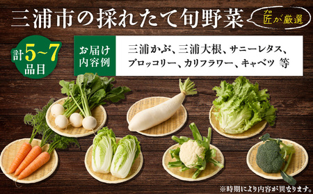 三浦の匠野菜 M127-001 野菜 季節の野菜 三浦かぶ