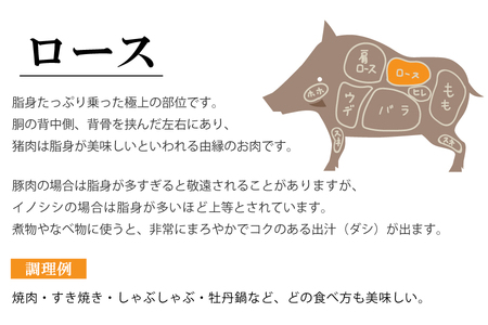 ジビエ平戸いのししロースブロック肉「秀」(1.3kg以上)