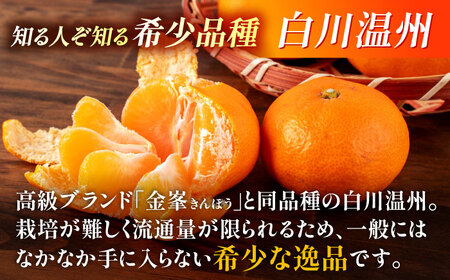 【先行予約】 旨み凝縮！ 飛龍台木 白川 温州 みかん 2Lサイズ 約5kg 山鹿市産　【小春農園】[ZBN010]