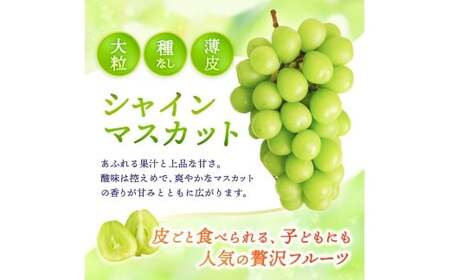 【2026年先行予約】 【訳あり】 Lino＆Kai Farmのシャインマスカット 3房前後(2kg前後）化粧箱入 【linokai013-01】