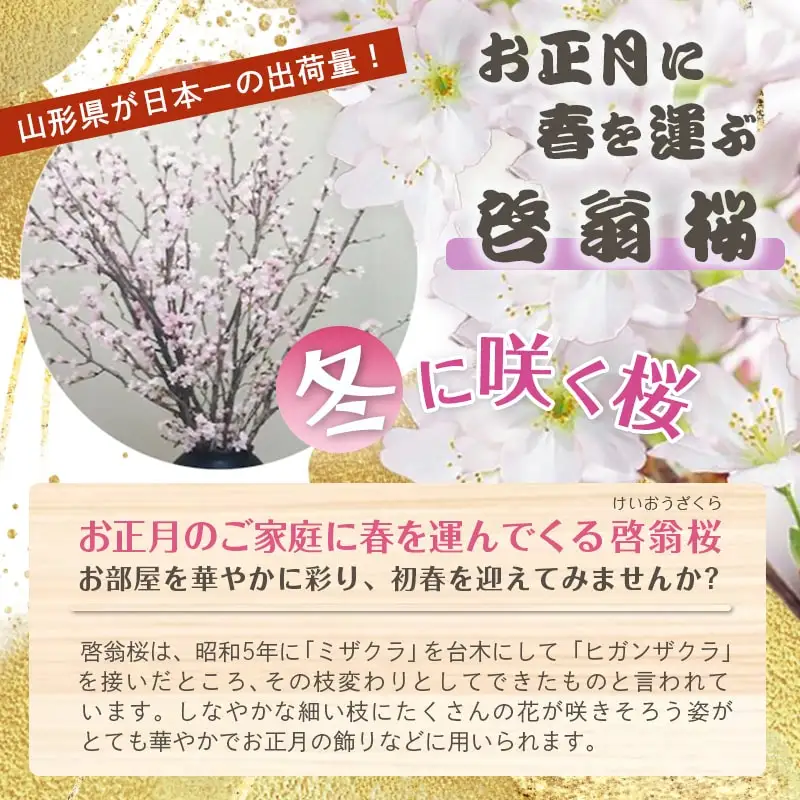 正月用 啓翁桜 切り花 08-01-054