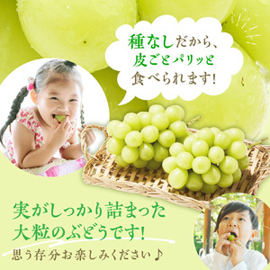 冬 に味わう『 シャインマスカット 』 約1.4kg フルーツ 果物 山形 08-01-067