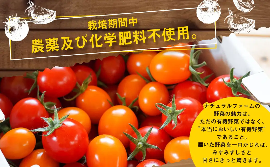有機JAS認定「きたいろトマト」〈1.2kg×1箱〉【2026年7月下旬～9月下旬迄発送予定】 北海道北広島市