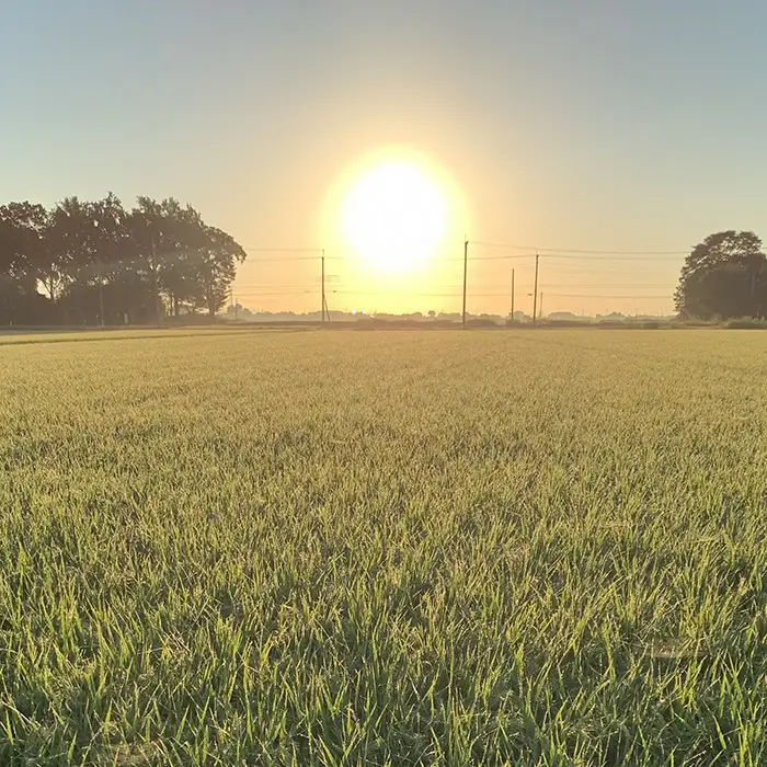 埼玉県行田市産のお米　次世代の七光　5kg　未検査米　精米 ／ 米 5kg 白米 精米 国産米 未検査米 大粒 食べごたえ ふっくら 甘み 粒立ち 粘り 和食に合う 弁当向き 家庭用 コスパ 食卓用 毎日使い お取り寄せ グルメ 埼玉県産 行田市産 新品種 生産者開発 次世代品種 埼玉県 No.526