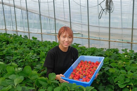 【先行予約受付中】【2026年12月以降順次発送】特別栽培特選あまおう400g【うるう農園】_HA1969