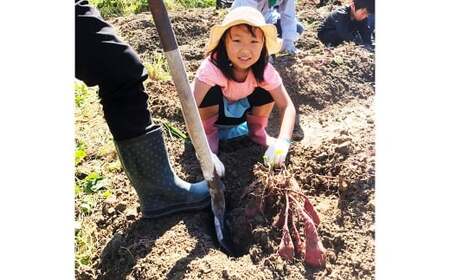 さつまいもおまかせセット 約2.5kg （ 紅はるか、 安納芋、 紫芋 ） 野菜 やさい さつまいも さつま芋 サツマイモ いも イモ 芋 セット