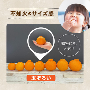 MK1010_不知火 (しらぬい) 秀品 玉ぞろい 箱込 10kg (内容量約9.2kg) 