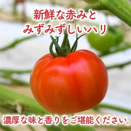 京都府産 トマト 約4kg(12～30個)産地直送【配送不可地域：離島】【1710056】