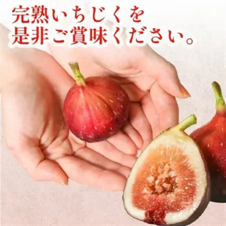 完熟いちじく 約1.7kg (12～32個目安) 5L～Mサイズ【配送不可地域：離島・北海道・沖縄県・東北】【1713246】