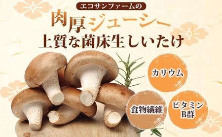 しいたけ800g (100g×8) 菌床 肉厚 生しいたけ ジューシー 小分け 食物繊維 国産 お取り寄せ グルメ こだわり しいたけ 椎茸 シイタケ きのこ ヘルシー エコサンファーム 送料無料 埼玉県 蓮田市