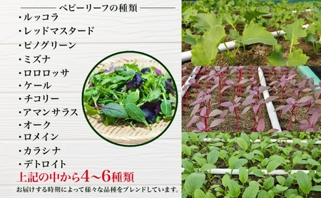 手摘み ミックスベビーリーフ 50g 5袋 ベビーリーフ 野菜 ヤサイ 旬の野菜 葉物野菜 生野菜 ハーブ 緑 彩り 柔らかい 手軽 サラダ サンドイッチ トッピング アクセント はーとふる農園 国産 冷蔵 送料無料 蓮田市 埼玉県