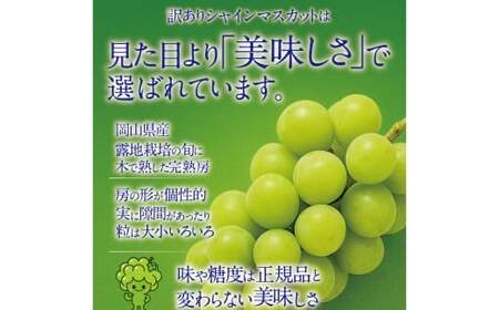 【 先行予約 】 訳あり 木熟ぶどう ハレノシャイン シャインマスカット 2房 約1.2kg マスカット ぶどう ブドウ 葡萄 果物 くだもの フルーツ 【2026年10月上旬～11月上旬発送予定】