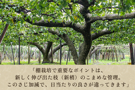 【2026年先行予約】【贈答用】和梨 新興 5kg（7～10玉）《10月中旬～順次出荷》 しんこうなし 果物 フルール ナシ 新潟産 加茂市 入江果樹園 