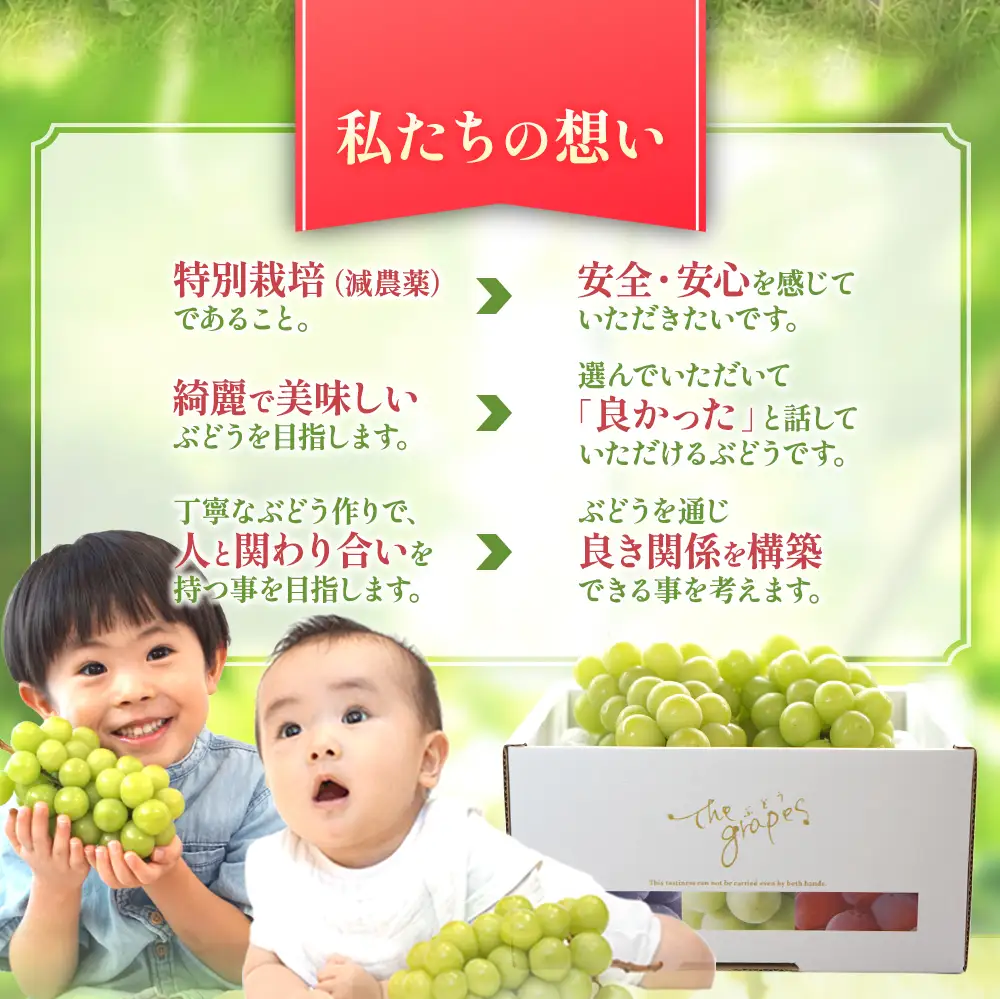 【2026年／令和8年発送】樹上完熟シャインマスカット（特別栽培）1.2㎏／2房