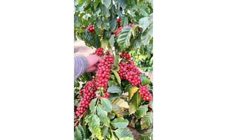 信州の大地で、自ら摘み取る「国産コーヒー収穫体験3名様分」15,000円分 コーヒーチェリー 収穫 試飲 体験 信州