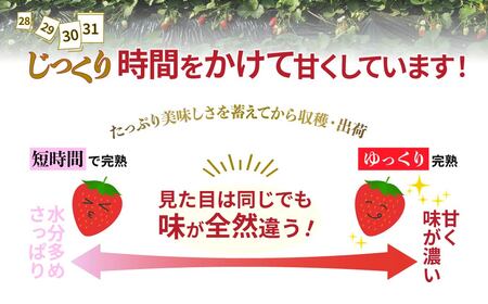 やよいひめ280g×3パック＋厳選1品種　合計4パック いちご 群馬県 前橋市