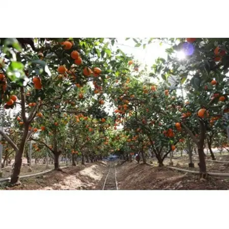 【2026年5月より受付開始】徳島県阿南市産みかん5kg  栽培期間中農薬・化学肥料不使用　不揃い【1709627】